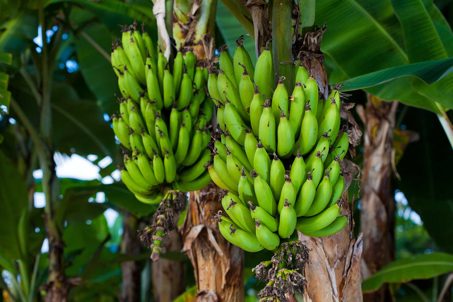 Банановое растение