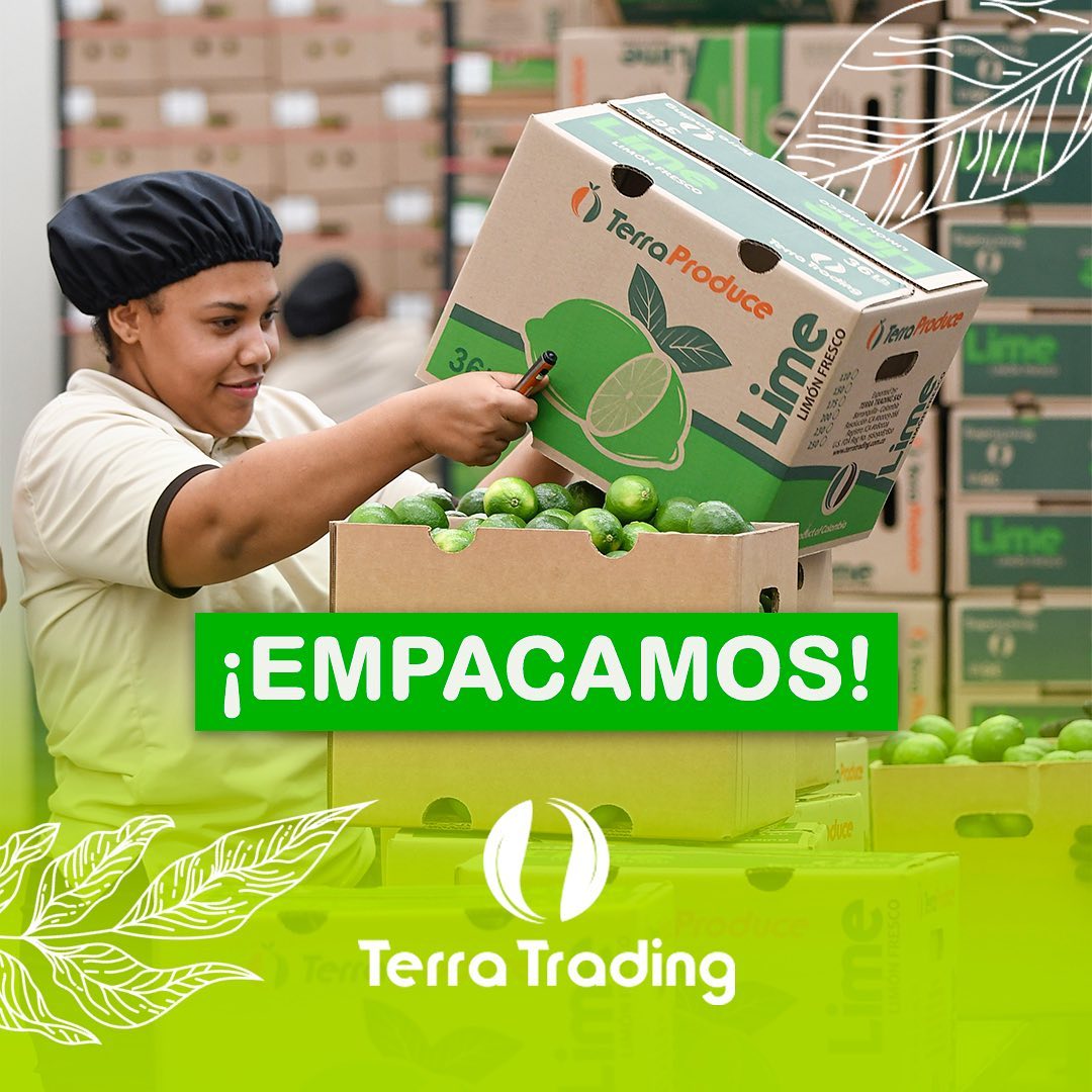 ¡Empacamos frescura y calidad! En Terra Trading disfrutamos del proceso 💫  We pack freshness and quality! At Terra Trading we enjoy the process💫  #exportacion #exportbusiness #limes #cultivos #mercadointernacional #colombia #productocolombiano #usa #pr